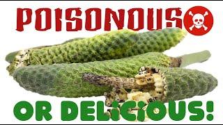 Monstera Deliciosa Fruit: Tasty Treat or Toxic Trouble? | Swiss Cheese Plant | Fruit Salad Plant