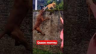 pitbull ataca gatinho e por sorte o pior não acontece #cutecat#cutekitten#pitbull