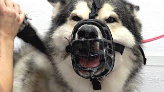 Don't mess with an Alaskan Malamute...