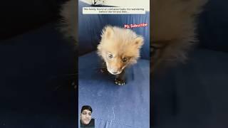 Cute baby fox #fox #animals #rescue #dog #animalrescue #animalshorts #1millionchallenge #animaldog