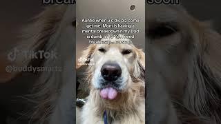 Send help  #dogtyping #funnydog #shorts #funnydogvideos #sendhelp #dogvideos #dog #goldenretriever