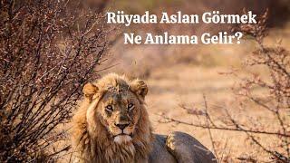 Rüyada Aslan Görmek Ne Anlama Gelir