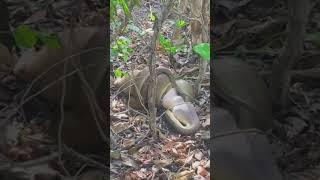 olive python chewing on kangaroo @outbackanglers5384 #shorts #youtubeshorts #viral #ytshorts