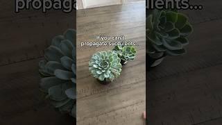 Watch this if you struggle with succulent propagation #succulentpropagation #succulents