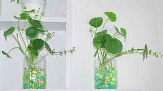 How To Grow Gotu Kola from Cuttings in Hydrogel | Centella Asiatica | Gardening Tips