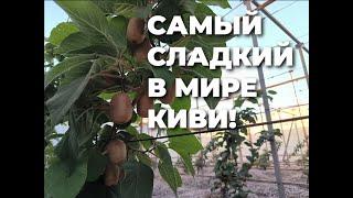 Анатлиски - самый неприхотливый киви!!!