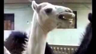 Lady Tickles Camel