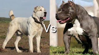 Питбуль против Алабай! КТО СИЛЬНЕЕ? Pittbull VS Alabay! WHO IS STRONGER?