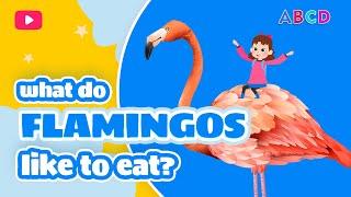 FLAMINGOS. What do animals eat? Educational stories for children from Mary.