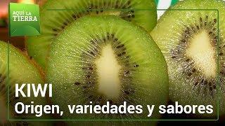 KIWI: Origen, variedades y sabores | Aquí la tierra