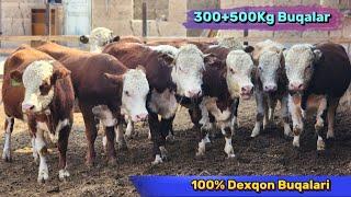 Dexqon Akamizdan Tozza Gereford 300+500Kg Buqalar Sotiladi 23-Sentyabr, 2024