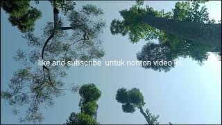 Video Bokeh Background - rekam di perkebunan teh - bokeh background video full no blur 2024