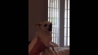 Rocky Dog 1
