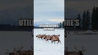 Surviving the Alaskan Wilderness