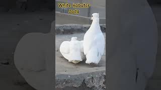White kabutar ka Joda ️ #short #kabutar