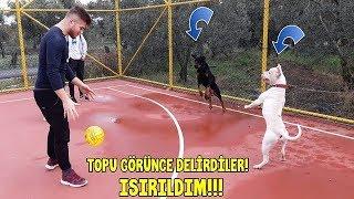 Bu Köpeklerin Ağzından Top'u Alana Helal Olsun - TOP'U GÖRÜNCE DELİRDİLER!!