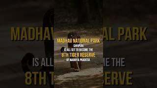 8th Tiger Reserve of Madhya Pradesh | Madhav National Park | MP Tourism | Tiger State of India