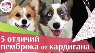 5 отличий вельш корги пемброка от вельш корги кардигана на ilikepet