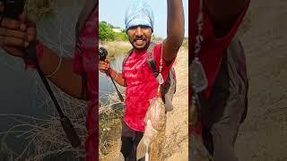 lure mattiya Tilapia  #shorts #fishing #tilapia #jigfishing