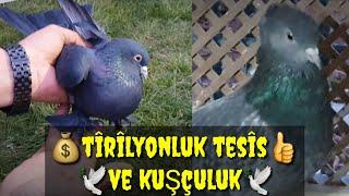 TRİLYONLUK KUŞLAR KÜMES VE YER NECDET YILDIRIM ANKARA