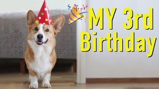 DOG'S BEST BIRTHDAY - Topi the Corgi