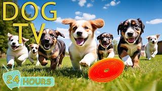 DOG TV: Video Entertain Prevent Boredom Dogs When Home Alone - Anti-Anxiety Collection Music for Dog