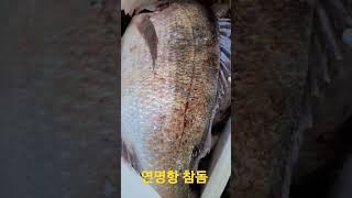 [통영여행]통영 연명항 참돔 선물 [만지도연대도][통영섬여행][통영가볼만한곳][만지도배타는곳][만지도직항][연대도배타는곳][통영맛집][통영1박3식][통영멸치][통영펜션]