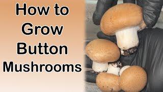 How to Grow Portobello Mushrooms | Agaricus Bisporus Cultivation Step by Step