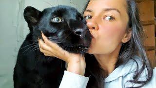 We measure the panther Luna and the Rottweiler Venza  / Luna meets me from vacation