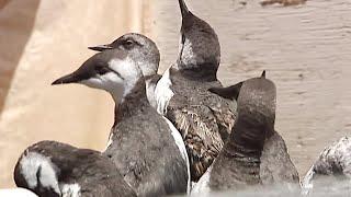 Pacific Wildlife Care prepares to move to a bigger facility