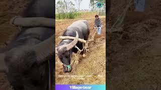 This Farm Life is HARDCORE!  Sweet Sugarcane Hustle! #farming #hardwork #tradition #respect