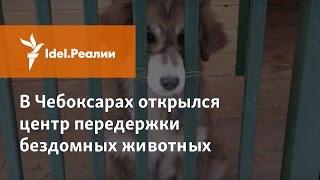 В Чебоксарах открылся первый центр передержки бездомных животных