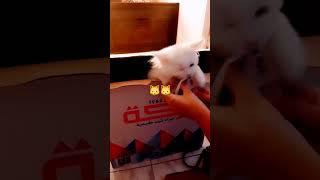 العشرة جنية جننت بوسي كات 