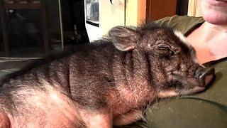 Rescue pig has sweetest reaction to hugs