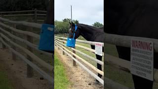 Testing out the Cashel grain bag #equestrianproducts #equestrian