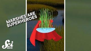 Marshes are superheroes. #shorts #science #SciShow #ClimeworksTeamEarth #climatechange #climeworks