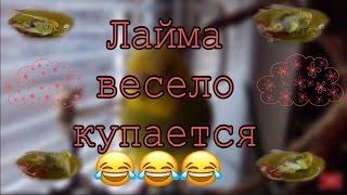 Лайма весело купается  А Тоша, бедолага, как всегда  Мокрый попугай