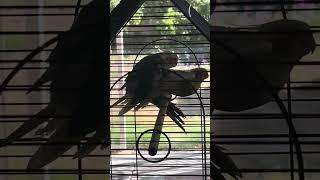 Scrappy Sings After Successfully Mating!  #birds #cute #cockatielbreedingtips #cockatiels #babybird