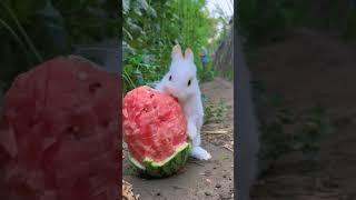 Rabbit #rabbit #watermelon #water #white444 #funny #funnyshorts #funnyvideo #shorts #youtube