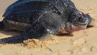 Turtle on Brandon's beach Barbados