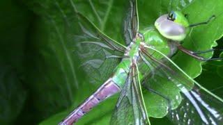 Close Look at a Green Darner Dragonfly, Anax junius - And Information