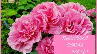 ПИОНЫ В МОЕМ САДУ! Lemon Chiffon, Red Grace, Carnation Bouquet, Mackinac Grand.