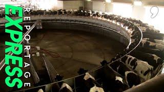 Visite d'une méga ferme américaine