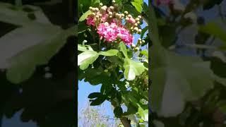 цветёт боярышник #боярышник #глод