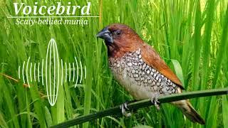 Relaxation of the water sound of the scaly breasted munia bird