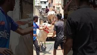 Unloading Most Beautiful and Biggest Hansa Cow of Topsia in Kolkata for 2025#viral #trending