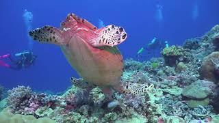 Palau Scuba Trip