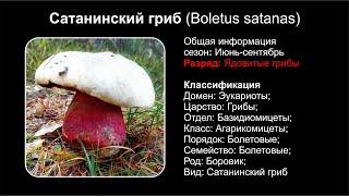 Сатанинский гриб (Boletus satanas)