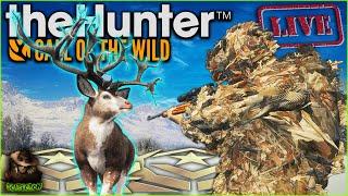 Grinding All Day For The Great One Mule Deer! lets Get This Beast! Call of the wild PART 2