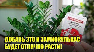 Замиокулькас Будет Отлично Расти Благодаря Этим Бабушкиным Подкормкам / Удобрения Для Замиокулькаса